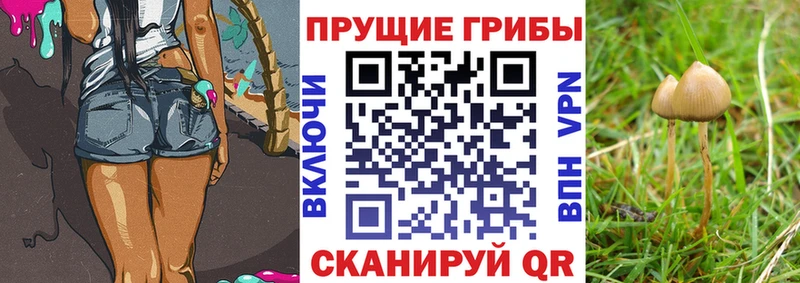 Псилоцибиновые грибы GOLDEN TEACHER  Купить закладки  Ардон 